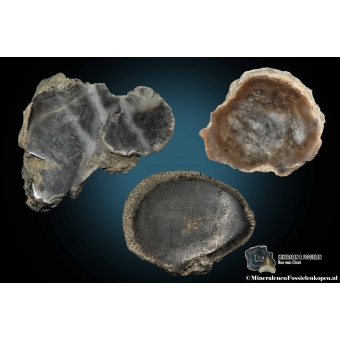 Fossiel koraal schijfjes
